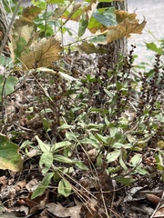 Veronica officinalis