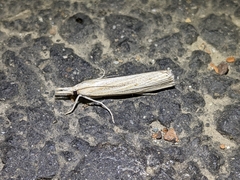 Agriphila vulgivagellus