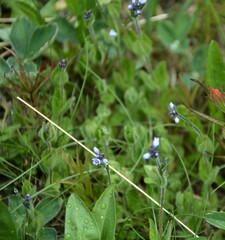 Veronica wormskjoldii