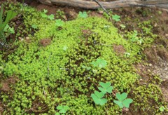 Pseudocrossidium crinitum