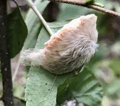 Megalopyge opercularis