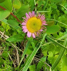 Erigeron glacialis