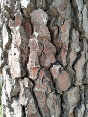 Pinus nigra