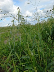 Panicum miliaceum ruderale