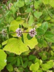 Mentha arvensis