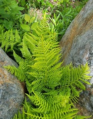 Athyrium