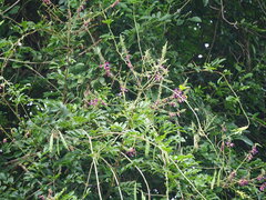 Wisteriopsis reticulata