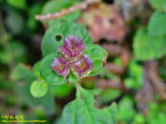 Sarcopyramis napalensis delicata