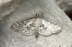 Herpetogramma pertextalis