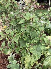 Arctium lappa