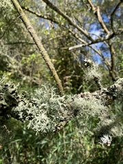 Ramalina farinacea
