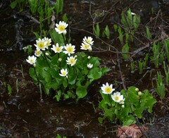 Caltha leptosepala