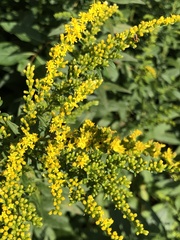 Solidago