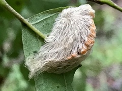 Megalopyge opercularis