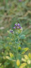 Medicago sativa