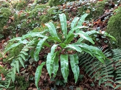 Asplenium scolopendrium