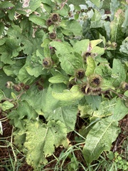 Arctium lappa