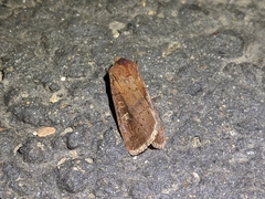 Xestia xanthographa