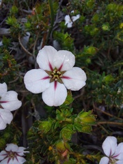 Adenandra