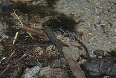 Salvelinus fontinalis