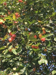 Malus domestica