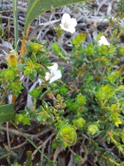 Adenandra