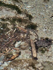 Salvelinus fontinalis