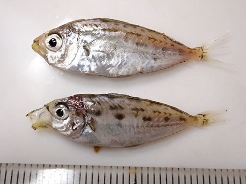 Offshore ponyfish (Equulites rivulatus) — Leiognathidae — 3