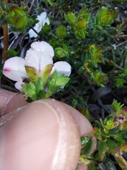 Adenandra