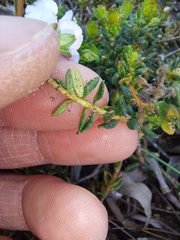 Adenandra
