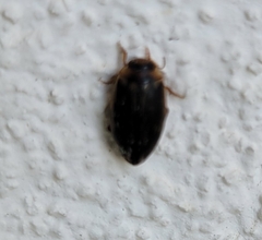 Coptotomus