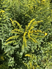 Solidago