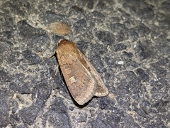 Xestia xanthographa