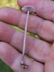 Mycena pura