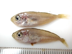 Trachurus japonicus