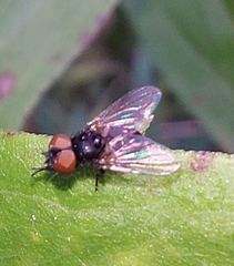 Phasia barbifrons