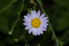 Aster shimadae