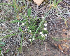 Adenandra