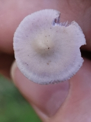 Mycena pura
