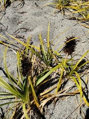 Carex macrocephala