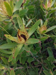 Leucadendron laureolum