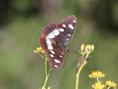 Limenitis reducta