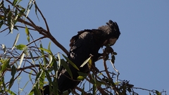 Calyptorhynchus banksii