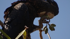 Calyptorhynchus banksii