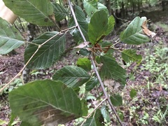 Alnus serrulata
