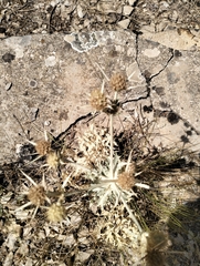 Eryngium campestre