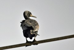 Phalacrocorax fuscicollis