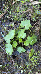 Ranunculus sceleratus