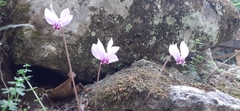 Cyclamen hederifolium
