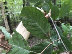 Alnus serrulata